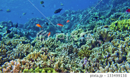 Coral Reef, Indonesia Coral Reef, Indonesia 133499138