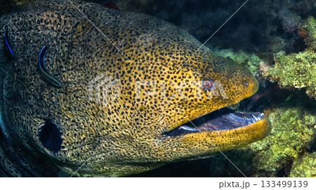 Giant moray, Red Sea Giant moray, Red Sea 133499139