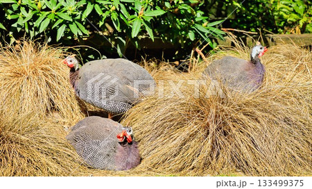 Helmeted Guinea Fowl In Dry Grass Plants 133499375