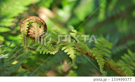 Koru Fiddlehead Fern 133499377