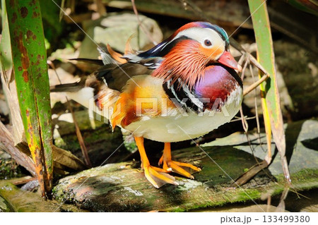 Mandarin Duck Mandarin Duck 133499380