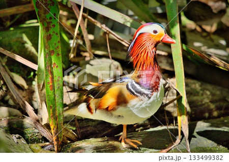 Mandarin Duck On One Leg Mandarin Duck On One Leg 133499382