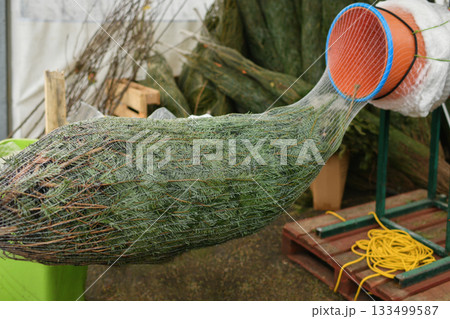 Wrapped up a Christmas tree packed in a plastic net 133499587