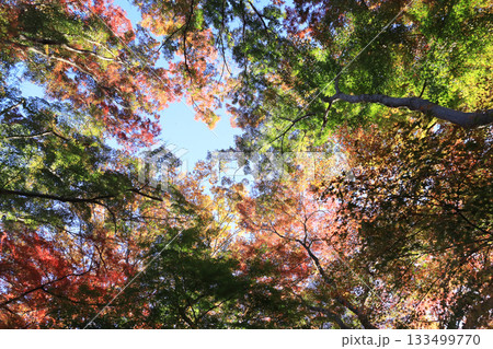 雀宮公園　紅葉 133499770