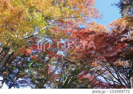 雀宮公園　紅葉 133499772