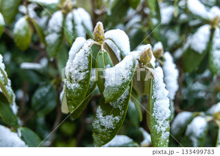 Winter frost on rhododendron plant leaves. 133499783