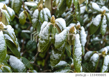 Snow covered rhododendron leaves in winter garden. Snow covered rhododendron leaves in winter garden. 133499805