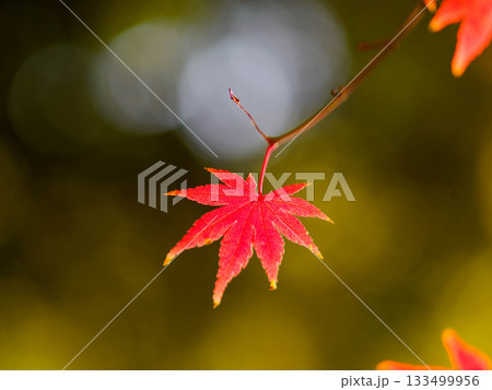 神戸市灘区の十善寺の境内の紅葉 神戸市灘区の十善寺の境内の紅葉 133499956