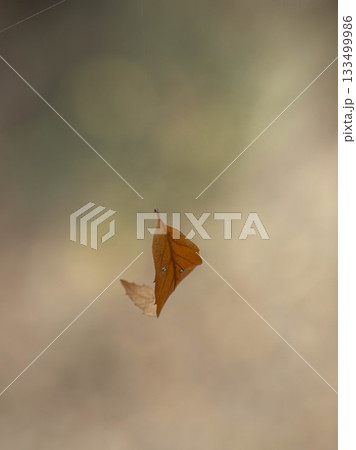 枯葉が蜘蛛の巣に引っかかりぶら下がる秋の景色 枯葉が蜘蛛の巣に引っかかりぶら下がる秋の景色 133499986