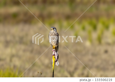 農耕地に飛来したチョウゲンボウ 133500219