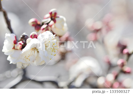 春の訪れ 春の訪れ 133500327