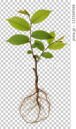 Field elm sapling features green leaves and a visible root system, showcasing its potential for growth and development in a natural environment. Ideal for educational purposes. 133500566