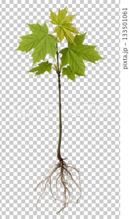 Norway maple seedling features vibrant green...のイラスト素材 [133501061] - PIXTA