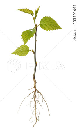 A young Betula pendula seedling displays lush green leaves and a strong root system, isolated against a clear backdrop. This seedling symbolizes new growth and vitality. 133501063