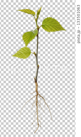 A young Betula pendula seedling displays lush green leaves and a strong root system, isolated against a clear backdrop. This seedling symbolizes new growth and vitality. 133501063
