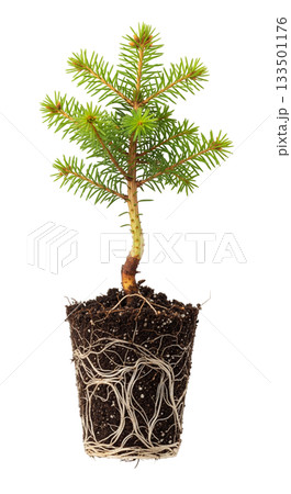 Norway spruce seedling stands alone on a transparent background, highlighting its roots and fresh green leaves. This close-up captures the beauty of young conifer growth. 133501176