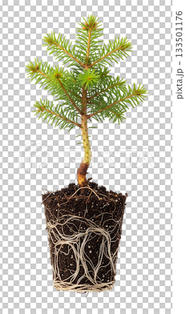 Norway spruce seedling stands alone on a transparent background, highlighting its roots and fresh green leaves. This close-up captures the beauty of young conifer growth. 133501176