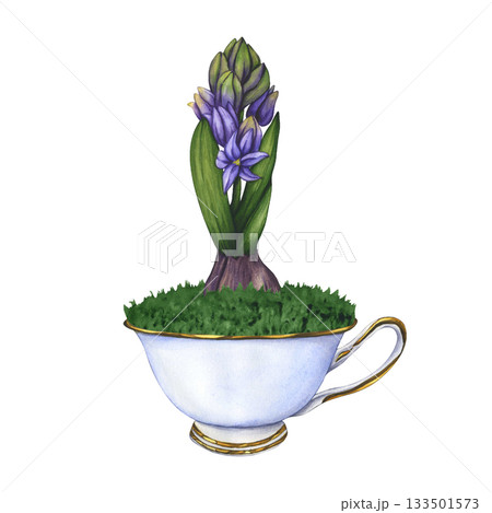 Hyacinth in a tea cup. Flower in a pot. Watercolor illustration of first spring flowers. Primroses. Hand drawn floral illustration in Vintage style. Floral decor for greeting cards, wedding, birthdays 133501573