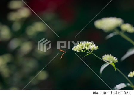 山に生息しているアブ　危険　害虫 133501583
