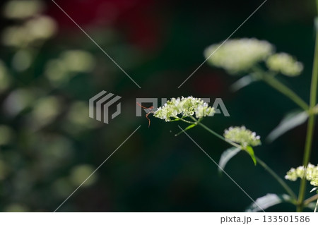 山に生息しているアブ　危険　害虫 133501586