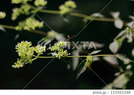 山に生息しているアブ　危険　害虫 133501590