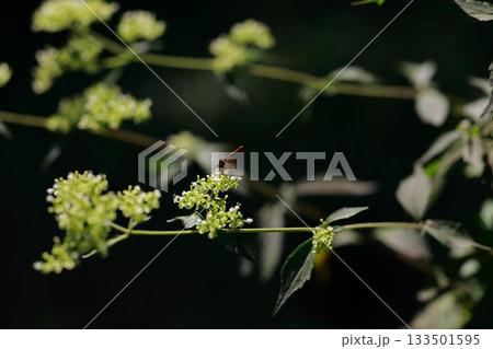 山に生息しているアブ　危険　害虫 133501595