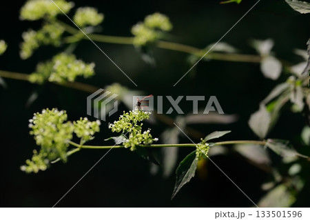 山に生息しているアブ　危険　害虫 133501596