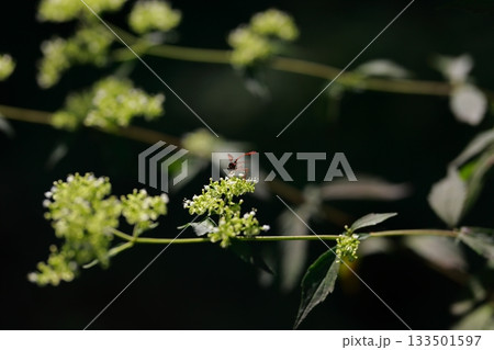 山に生息しているアブ 危険 害虫 山に生息しているアブ 危険 害虫 133501597
