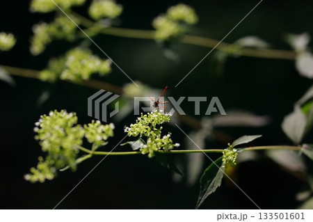 山に生息しているアブ　危険　害虫 133501601