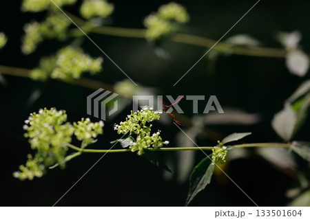 山に生息しているアブ　危険　害虫 133501604