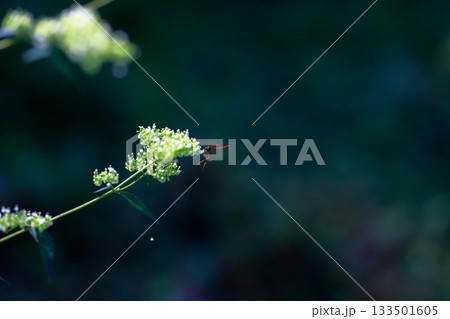 山に生息しているアブ　危険　害虫 133501605