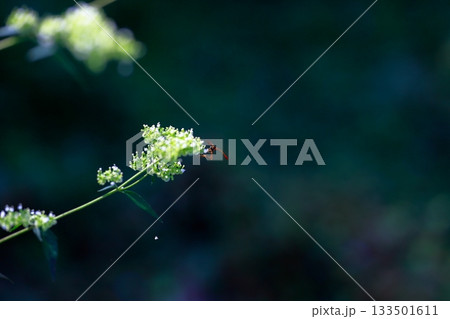 山に生息しているアブ　危険　害虫 133501611