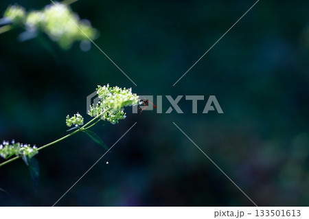 山に生息しているアブ　危険　害虫 133501613