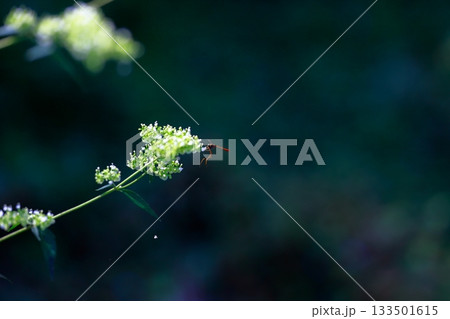 山に生息しているアブ　危険　害虫 133501615