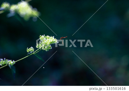 山に生息しているアブ　危険　害虫 133501616