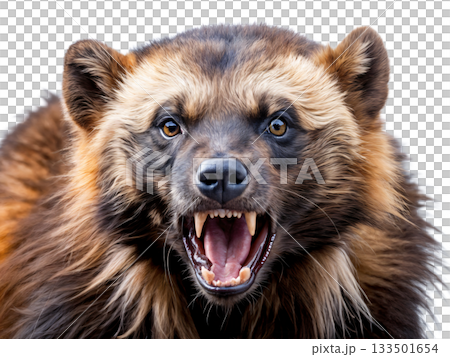 The image shows a close-up of a wolverine, a predatory mammal from the mustelid family 133501654