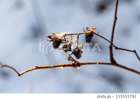 Close-up of a slender branch bearing dried berries dusted with light frost 133501792