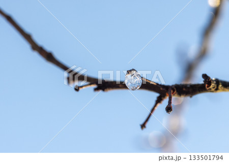A tiny ice drop clings to a dark twig, set against a bright blue sky A tiny ice drop clings to a dark twig, set against a bright blue sky 133501794