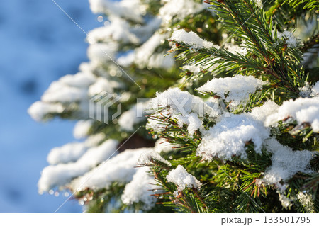 Close-up of snow-covered spruce branches bathed in bright winter light. Green needles 133501795