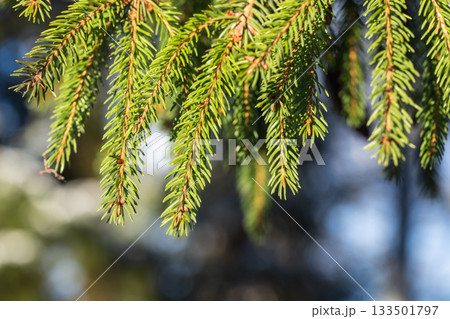 A vibrant macro view of green spruce needles hanging from a branch A vibrant macro view of green spruce needles hanging from a branch 133501797