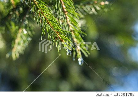 Evergreen spruce tree needles with frozen drops on it, natural macro photo 133501799