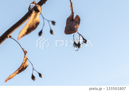 Linden fruits hang on a frozen branch on a winter day. Macro photo, selective focus 133501807