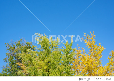青空を背景にした黄葉したイチョウの樹 133502408