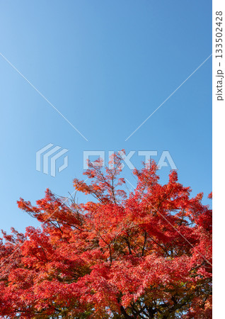 真っ赤な紅葉と青空 真っ赤な紅葉と青空 133502428