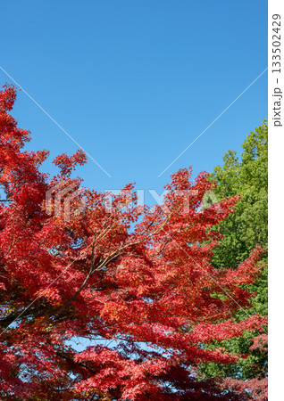 青空と紅葉 133502429