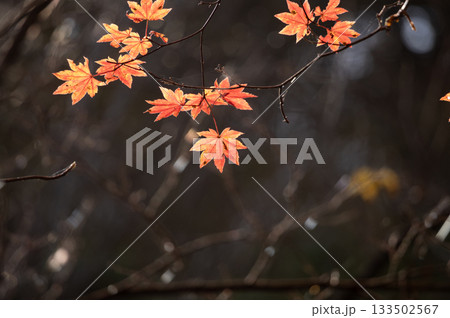 晩秋の光に透ける鮮やかな紅葉 晩秋の光に透ける鮮やかな紅葉 133502567