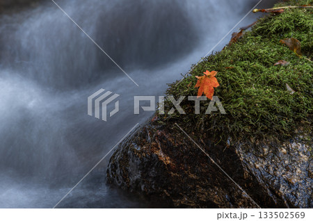 苔岩に留まる紅葉の葉 133502569