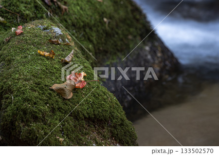 苔岩に留まる紅葉の葉 133502570