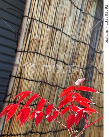 鮮やかな紅葉の赤い葉と和風の竹背景 鮮やかな紅葉の赤い葉と和風の竹背景 133502592