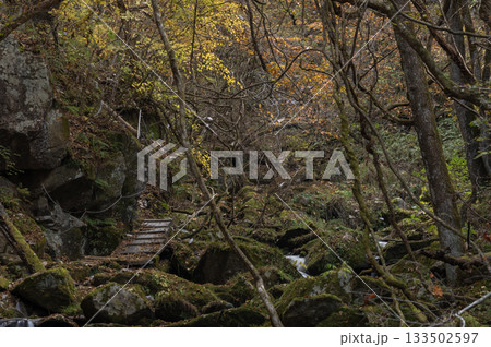 苔むした岩と枯れ枝に囲まれた、福島県滝川渓谷の風景 133502597
